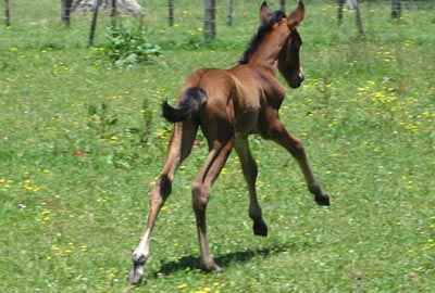 Gallop away!