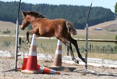 Canter away!